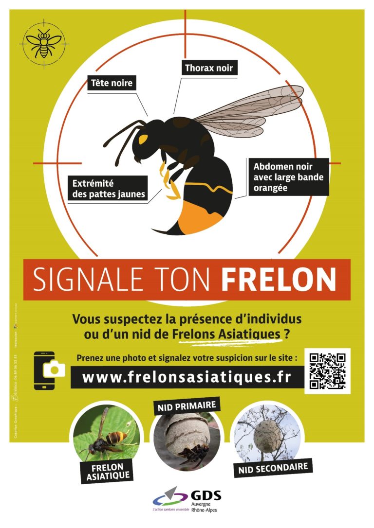 Prévention, surveillance et lutte contre le frelon asiatique en Auvergne Rhône-Alpes.